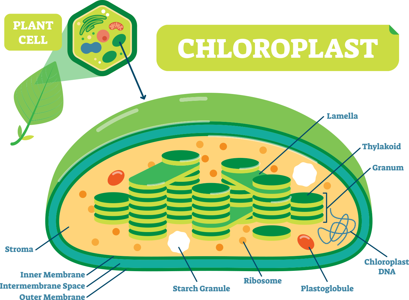 Chloroplast