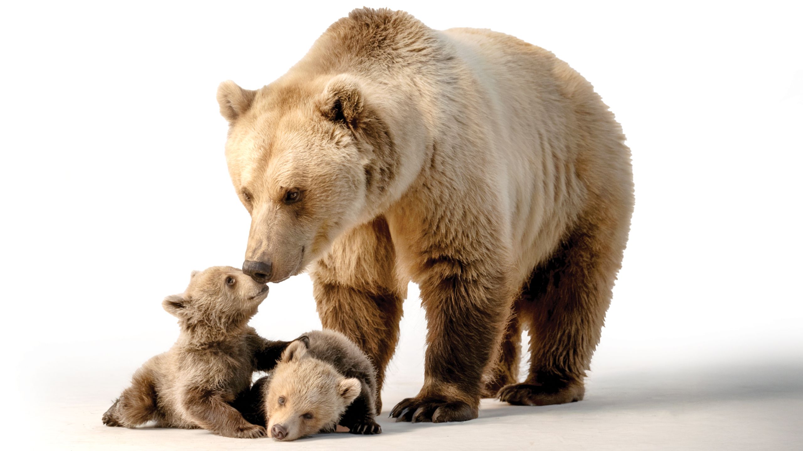 The Mystery of Smell